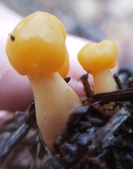 Cudonia spathulata