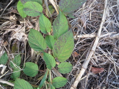 Image of Paederia cruddasiana by (c) Ben Machado, some rights reserved (CC BY)