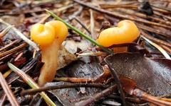 Cudonia spathulata