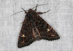 Neumichtis spumigera