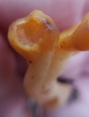 Cudonia spathulata