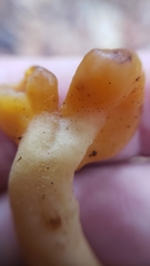 Cudonia spathulata