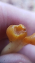 Cudonia spathulata