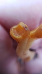 Cudonia spathulata