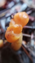 Cudonia spathulata