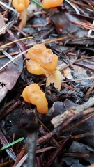 Cudonia spathulata