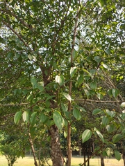 Lindera caudata