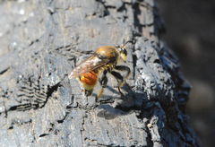 Laphria fernaldi