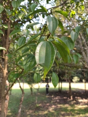 Lindera caudata