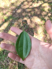 Lindera caudata