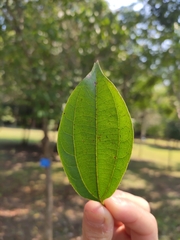 Lindera caudata