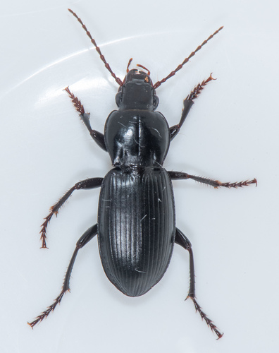 Ground beetle (Pterostichus californicus) photo 3