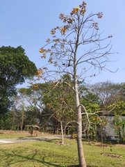 Cochlospermum religiosum