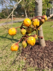 Cochlospermum religiosum