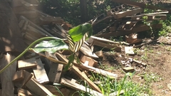 Heliconius charithonia