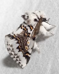 Aglaosoma periblepta