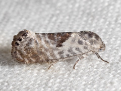 Eupselia carpocapsella