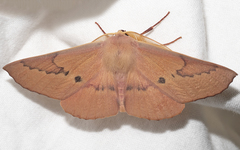 Monoctenia falernaria