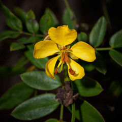 Senna chapmanii