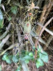 Trichonephila clavipes
