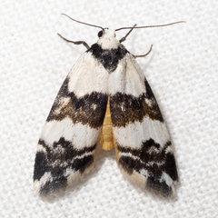 Thallarcha albicollis