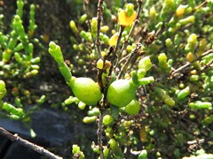 Asphondylia tecticorniae