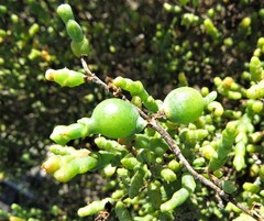 Asphondylia tecticorniae