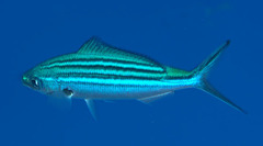 Striated Fusilier photo 4