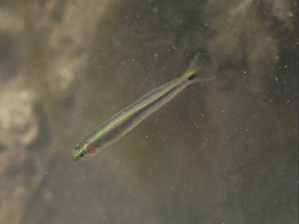 Parioglossus
