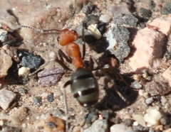 Formica propinqua