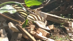 Heliconius charithonia