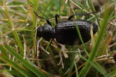 Adelium tenebrioides