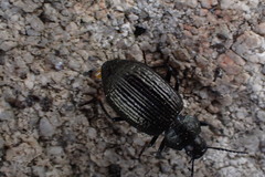 Adelium tenebrioides