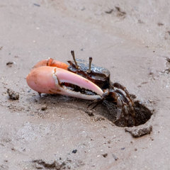 Austruca occidentalis