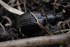 Adelium tenebrioides