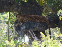 Panthera pardus kotiya