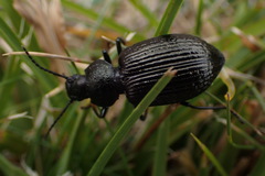 Adelium tenebrioides