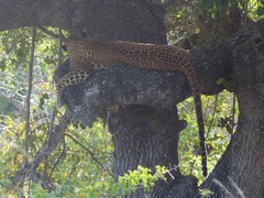 Panthera pardus kotiya