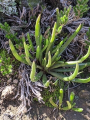 Dudleya multicaulis