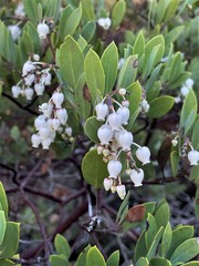 Arctostaphylos bakeri sublaevis