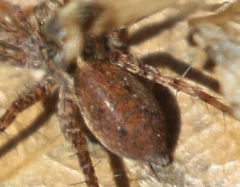 Allocosa