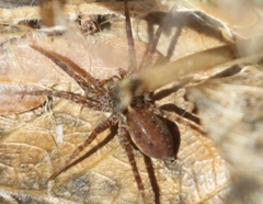 Allocosa