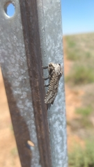 Endoxyla amphiplecta