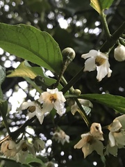 Solanum cornifolium