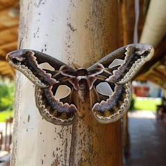 Rothschildia jorulloides