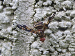 Idana marginata
