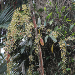 Epidendrum stamfordianum