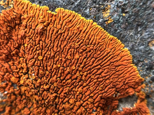 Caloplaca ignea
