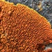 Flame Firedot Lichen - Photo (c) Cat Chang, some rights reserved (CC BY-NC), uploaded by Cat Chang