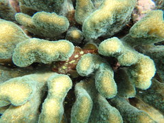 Sebastapistes cyanostigma